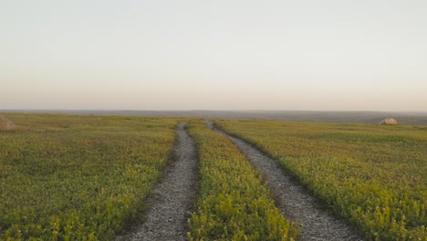 Las-Huellas-De-Los-Neumáticos-Conducen-A-Través-De-Una-Exuberante-Vegetación-Hacia-El-Horizonte-Una-Simetría-Espectacular