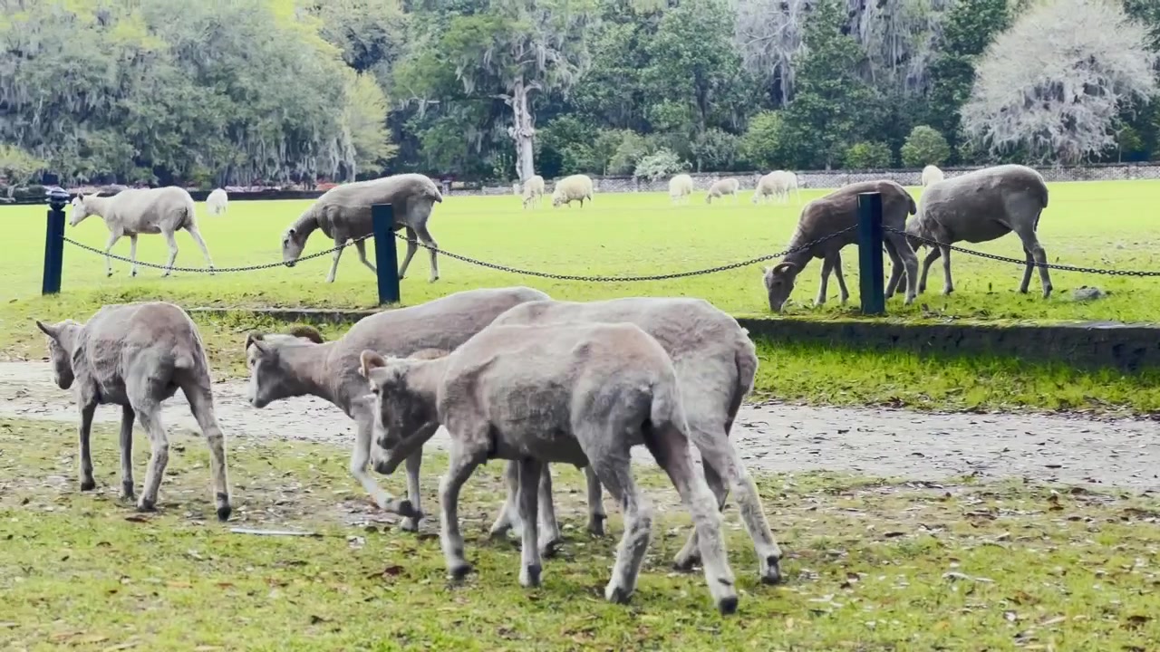 Charleston, Güney Karolina'daki Middleton Place'te bir koyun sürüsünü takip eden elde çekilmiş telefoto görüntü. 4K HDR 30 FPS.