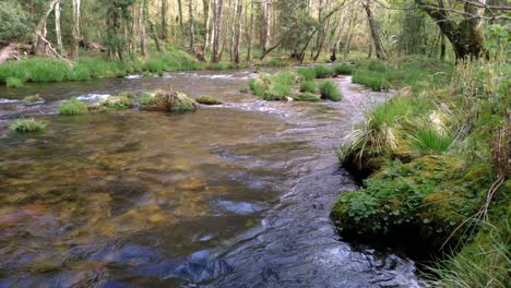 Crystal-clear-agrua-in-the-river-Sor-that-runs-through-the-valley-in-spring-full-of-green-nature