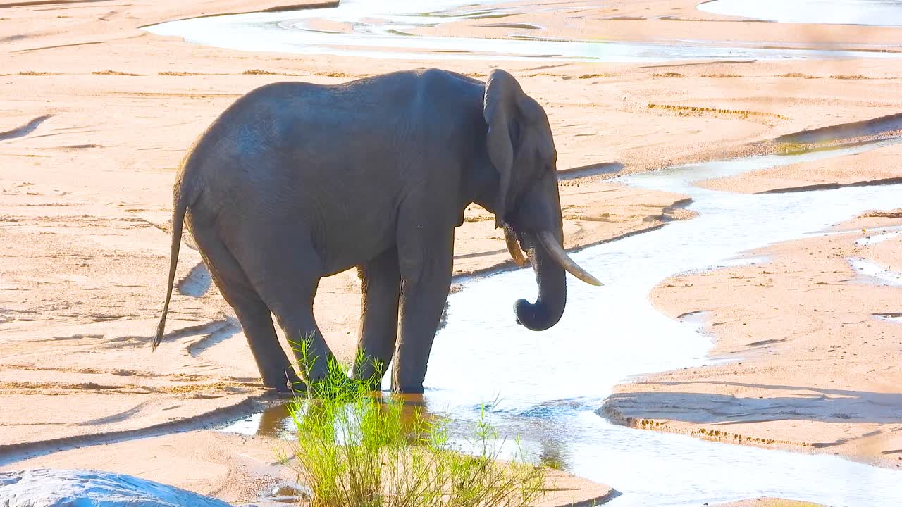 Little african elephant resting at riverbank in Kruger National Park, South Africa.