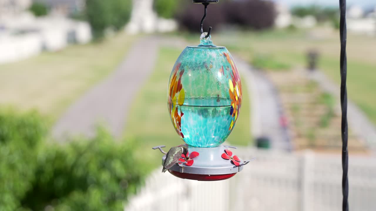 수 ⁇  검은  ⁇ 의 콜리버드 가 설탕 물 공급기 에서 - 고립 된 슬라이딩 파랄락스