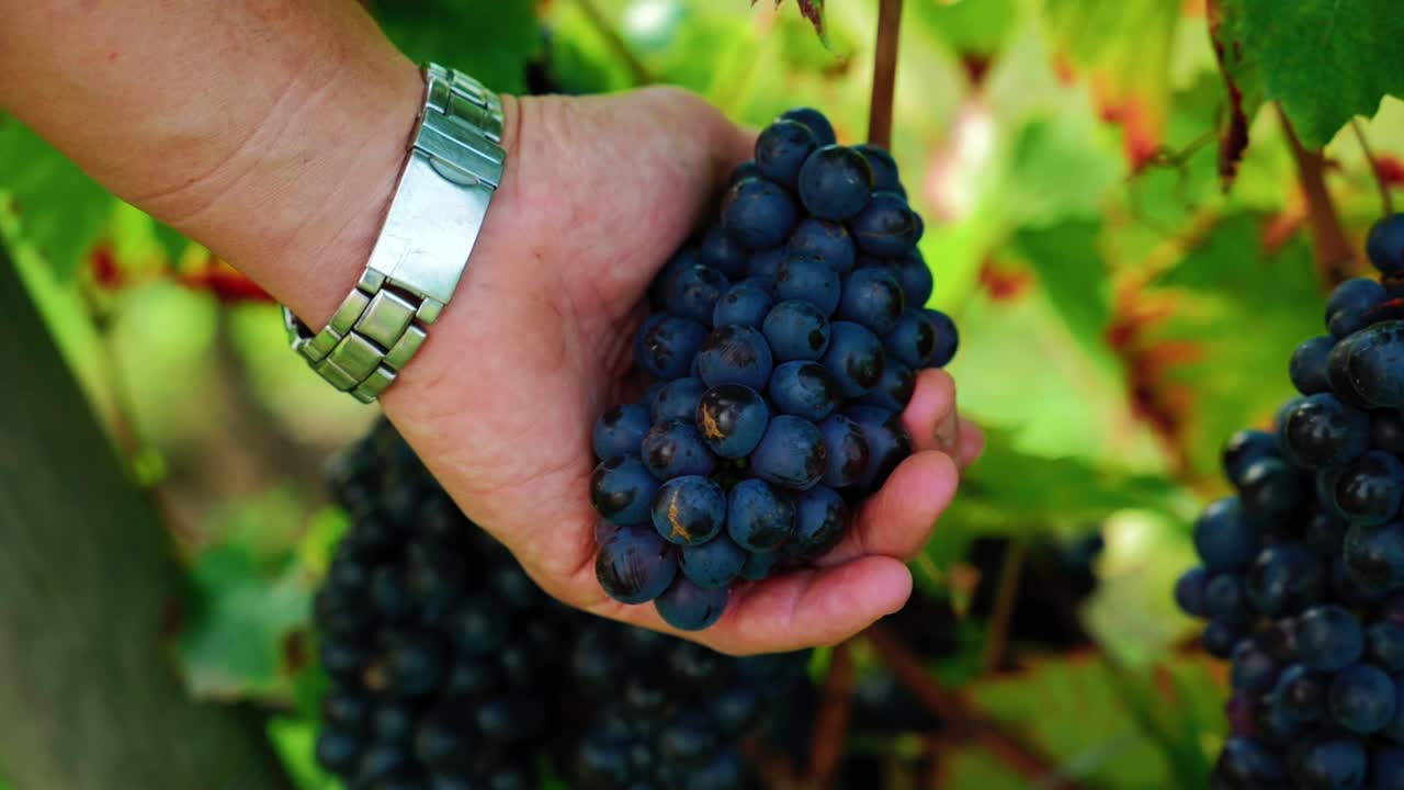 una foto de cerca de una mano sosteniendo una uva negra durante la cosecha de uvas en el viñedo francés, francia