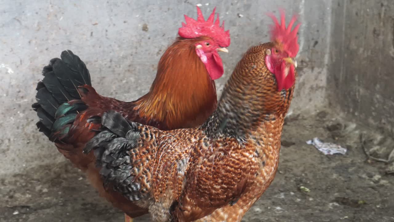 un grupo de gallos de campo que está encerrado en una jaula para la cría y se utiliza para la carne