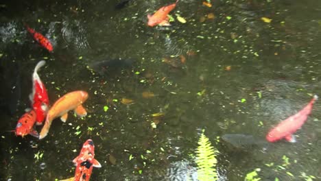 Koi-fische-Im-Teich-Am-Byodo-in-tempel,-Tal-Des-Tempel-gedenkparks-Kahaluu,-Oahu,-Hawaii