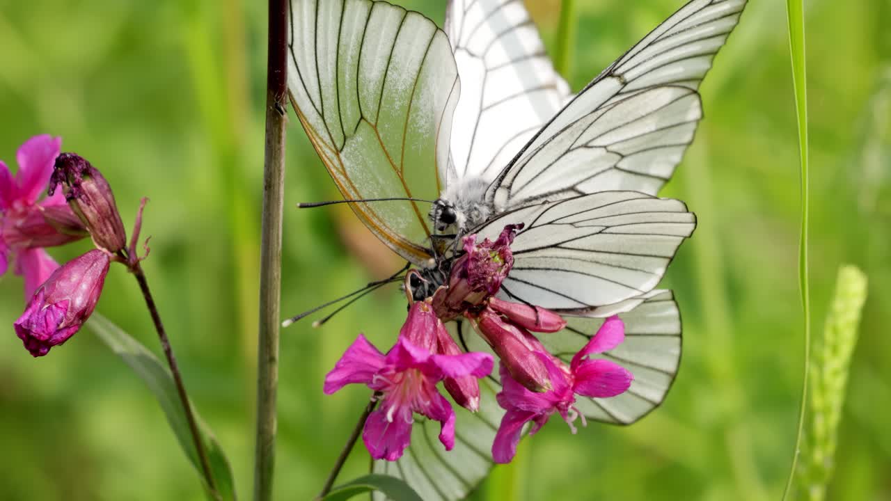 Mating of butterflies. Butterfly Aporia crataegi, the black-veined white, is a large butterfly of the family Pieridae