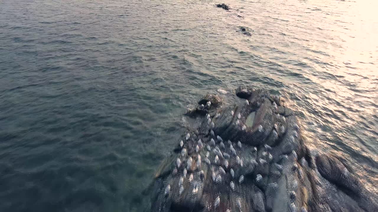 muchas gaviotas duermen en una pequeña isla
