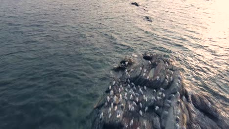 A-lot-of-sea-gulls-sleep-on-a-small-island