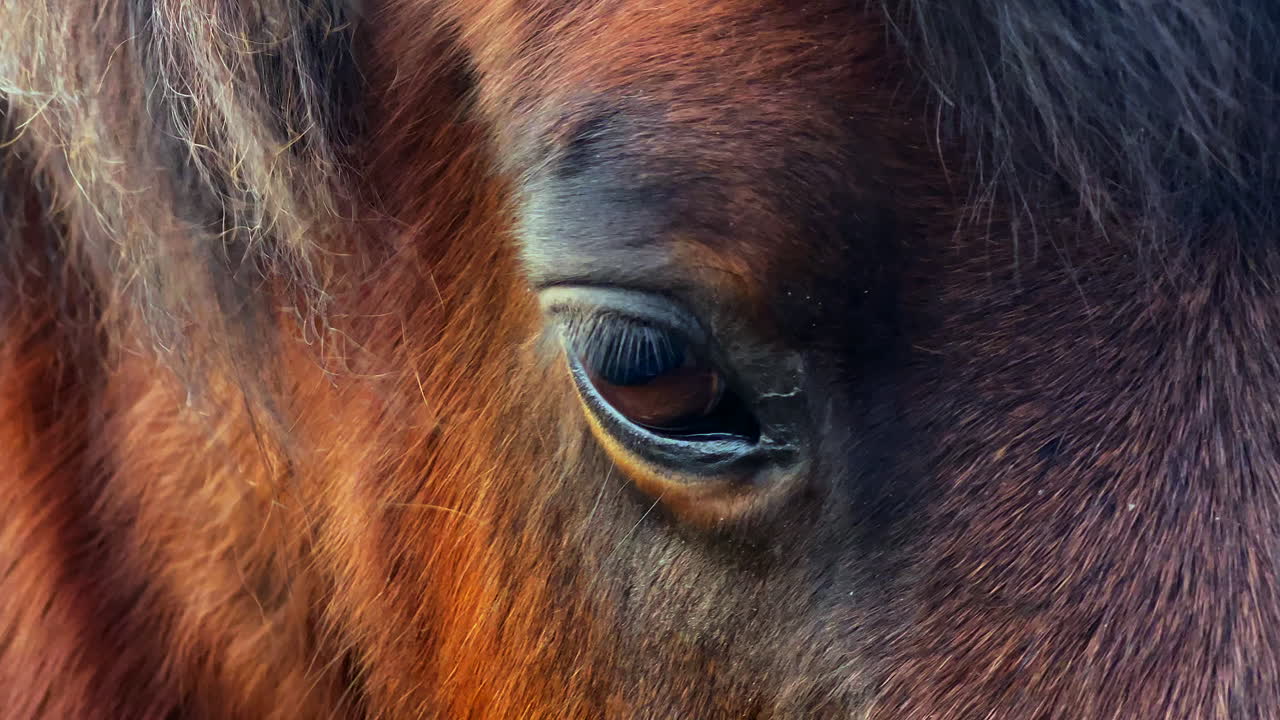 primer plano de un ojo de caballo marrón al atardecer con colores cálidos