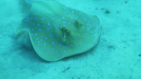 bluespotted stingray in the red sea beside the coral reef