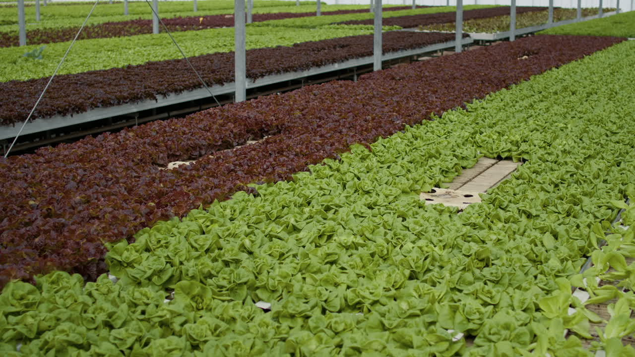 Hydroponic Lettuce Farming in a Greenhouse