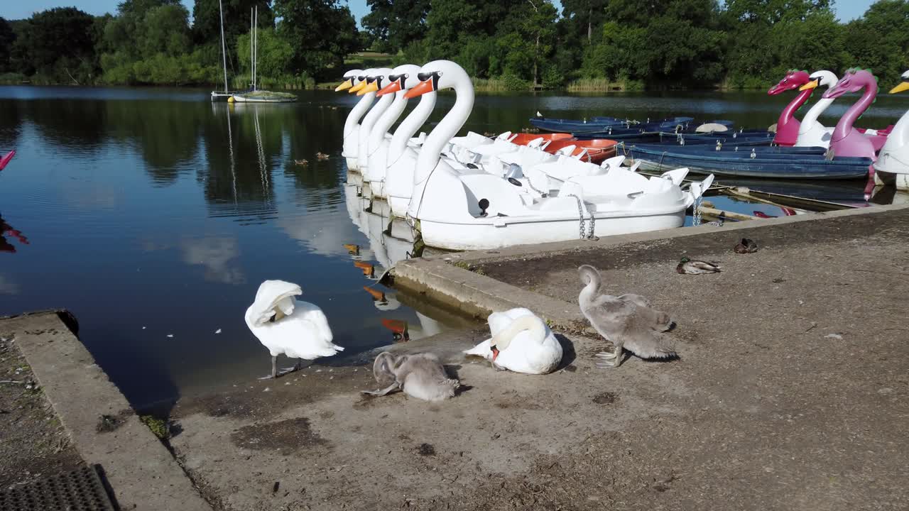 Trekkfugler som pusser fjærene ved innsjøen i Mote Park, som ligger i Maidstone, Kent, Storbritannia