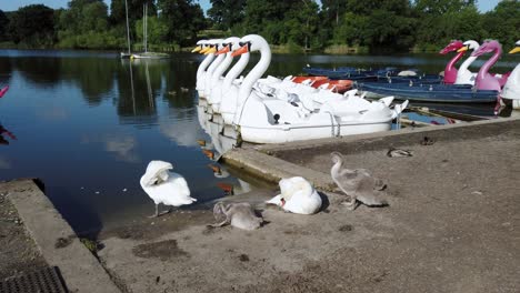 Migratory-birds-preening-by-the-lake-at-Mote-Park,-located-at-Maidstone-in-Kent-in-United-Kingdom