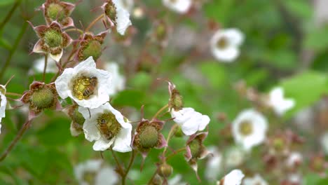 two honey bees gather pollen