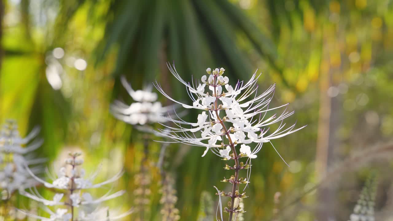 Primo piano di un fiore 'baffi di gatto' bianco che ondeggia delicatamente in un ambiente di giardino tropicale soleggiato.