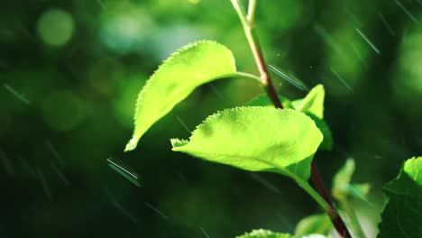 rain is falling on green leaves. nature. environment concept. slow motion