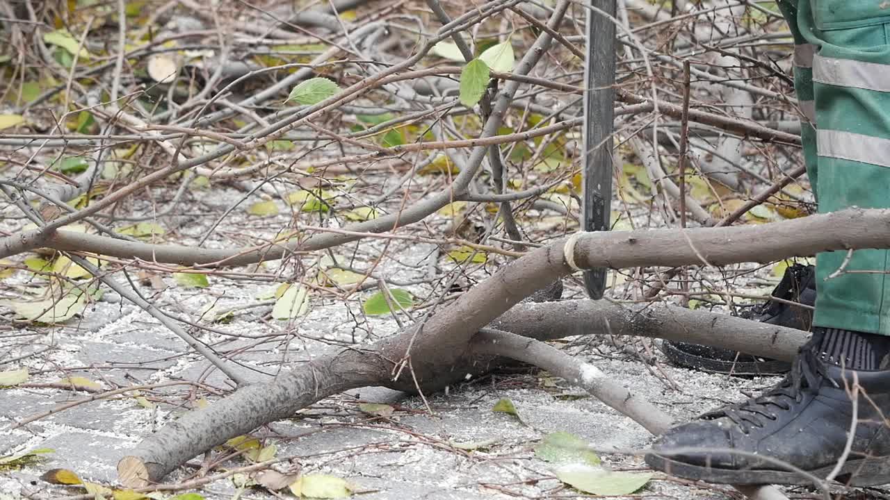 나무 절단 및 가지 제거