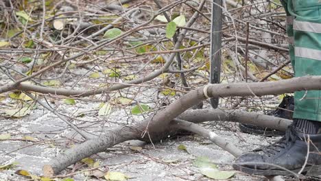 recorte de árboles y eliminación de ramas