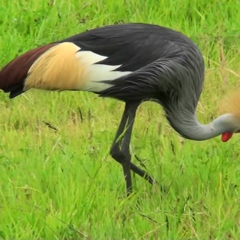 an african crested crane forages in the grass