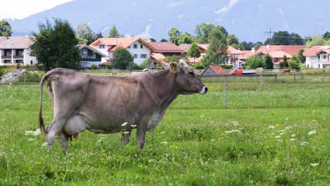 cow pasture on the alps