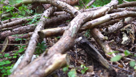 fallen timber from forest grounds- panning shot