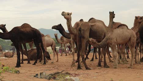 Camels-at-the-Pushkar-Fair,-also-called-the-Pushkar-Camel-Fair-or-locally-as-Kartik-Mela-is-an-annual-multi-day-livestock-fair-and-cultural-held-in-the-town-of-Pushkar-Rajasthan,-India.