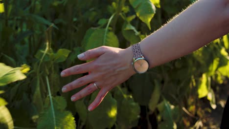 woman walks small dirt road - strokes her hand over summer field - sunset - slow motion