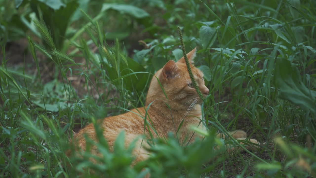 un gato callejero salvaje está tendido en la hierba alta en una tarde tranquila en italia