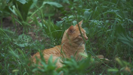 a wild stray cat is laying in the high grass on a lazy afternoon in italy