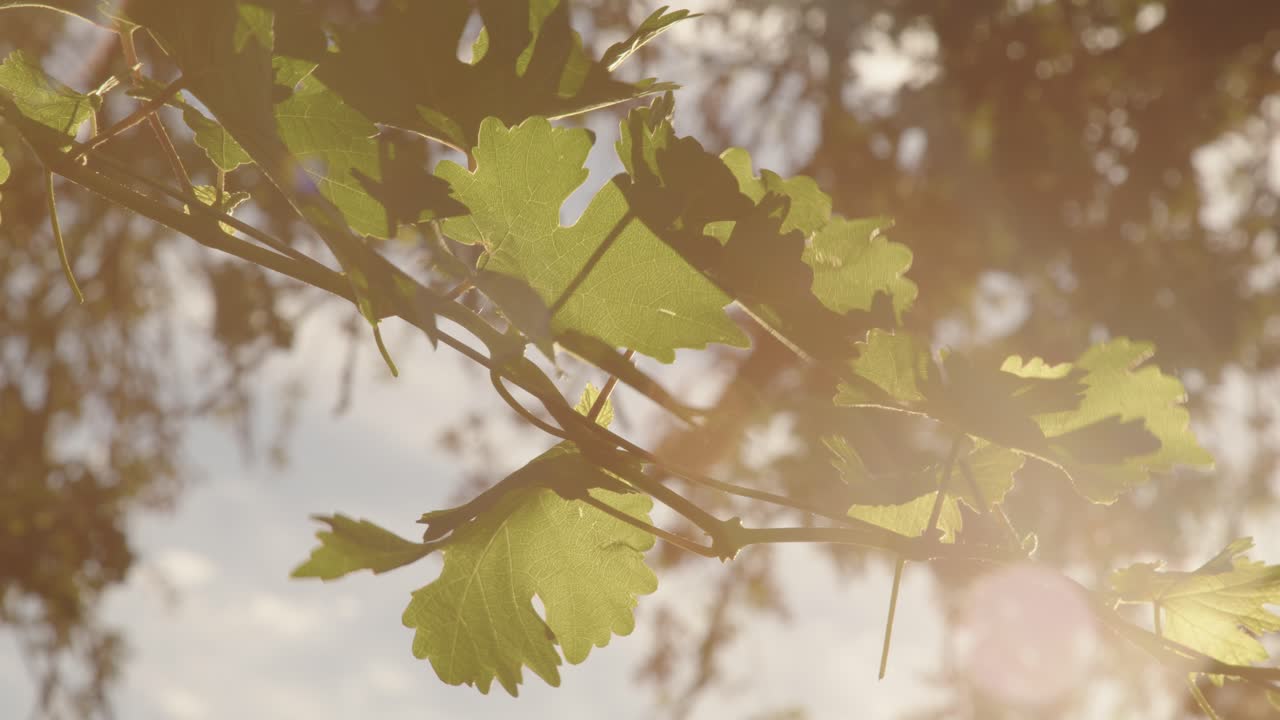 A slow, cinematic panning shot of a lush green grapevine gently moving in the wind