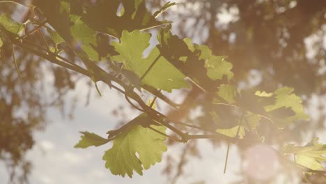 a slow, cinematic panning shot of a lush green grapevine gently moving in the wind