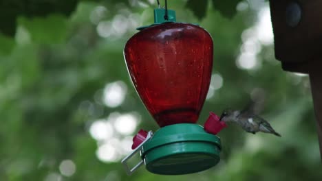 Kolibri-Auf-Einem-Futterhäuschen