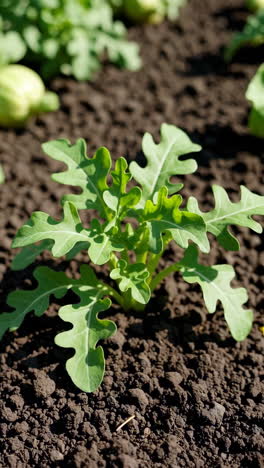 arugula seedling growing in a garden