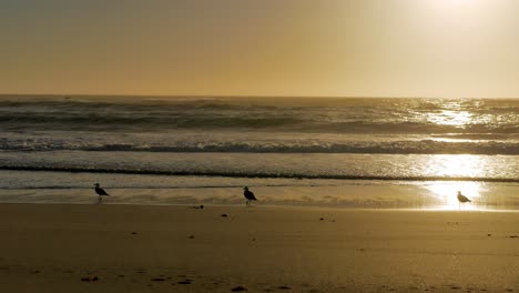 Pocas-Gaviotas-Vuelan-Durante-La-Puesta-De-Sol-Dorada-Reflejándose-En-La-Arena-Húmeda-De-La-Playa