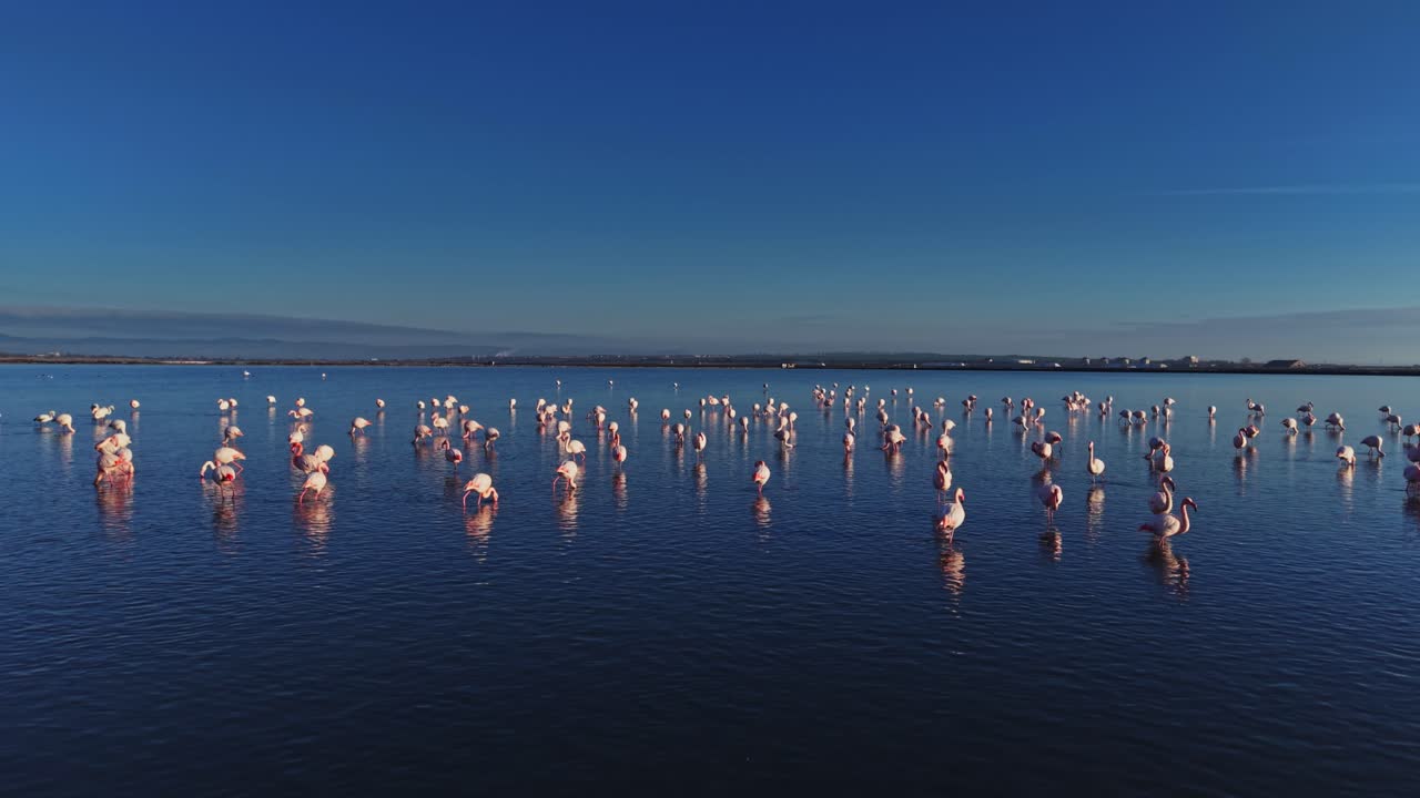 Flamingos gathered in shallow water during sunny daylight hours