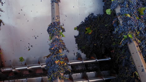 bonitas uvas azules que se pasan por una máquina para despalillar y clasificar en una fábrica de vinos