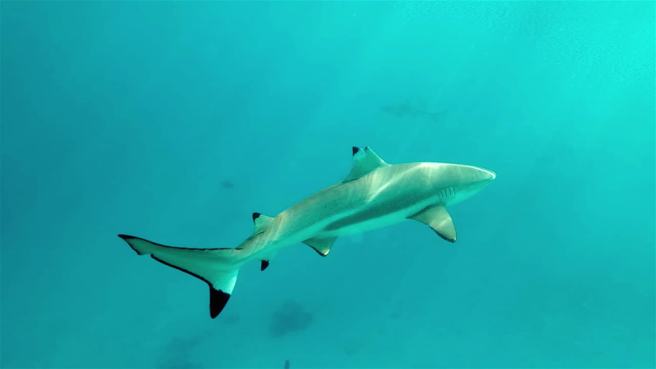 tiburón de arrecife de punta negra herido nadando en agua cristalina con rayos de luz brillando a través