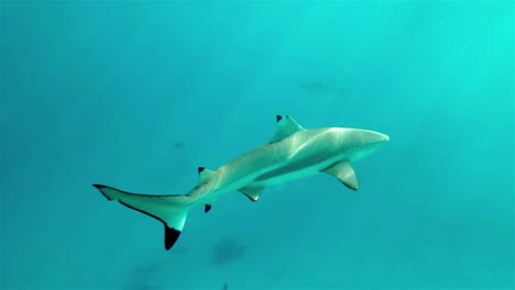 Injured-black-tip-reef-shark-swimming-in-crystal-clear-water-with-light-rays-shining-through