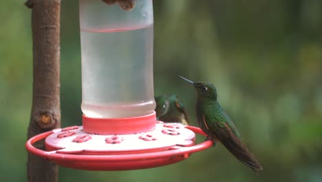 hummingbird feeding on a feeder in cocora valley, colombia