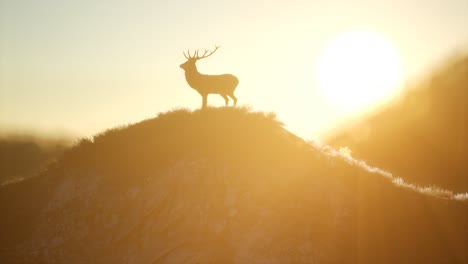 Hirschmännchen-Im-Wald-Bei-Sonnenuntergang