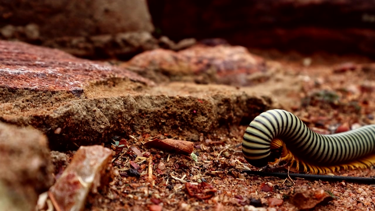 Close-up extremo de um milípede listrado como zebra alimentando-se de insetos
