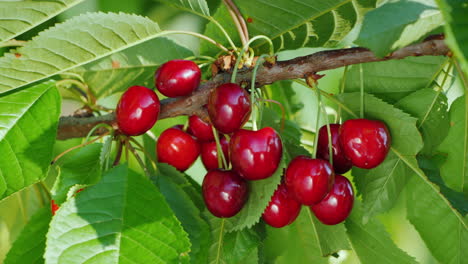 Mano-Arrancando-Cerezas-Maduras-De-Una-Rama