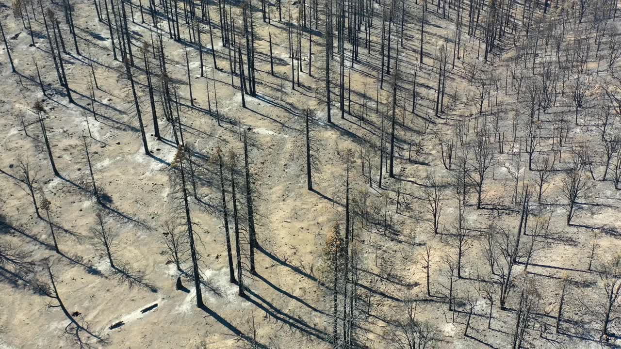 antena a nivel del suelo a través de árboles forestales destruidos quemados y destrucción del desierto del fuego caldor cerca del lago tahoe, california
