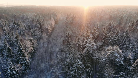 Schneefall.-Winter-Wunderland.-Es-Schneit-Verschneit.-Sonnenuntergang,-Dämmerung,-Sonnenschein.-Waldbäume-Wald-Natur.-Zeitlupe.-Winterhintergrund.-Romantisches-Wunderland.-Wunderschöne-Umgebung