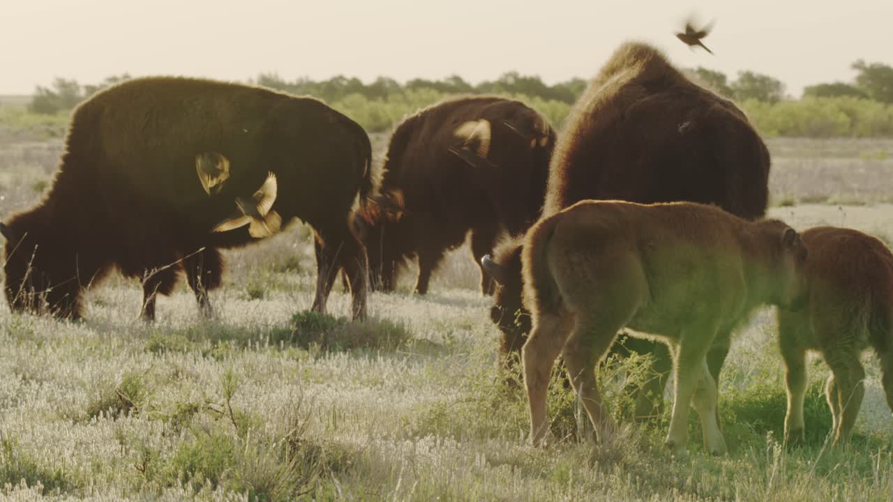 familia de bisontes en una pradera al atardecer