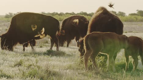 Familia-De-Bisontes-En-Una-Pradera-Al-Atardecer