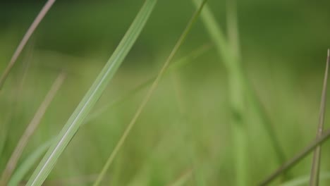 a perennial grass native to tropical and subtropical asia and also introduced to several countries