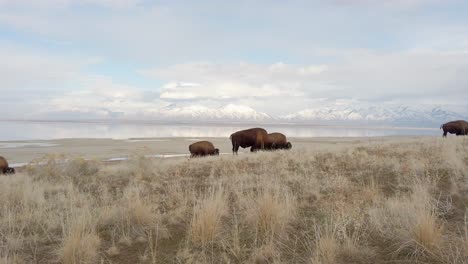 Manada-De-Bisontes-Pastando-En-Las-Montañas-Vista-Deslizante-De-Primer-Plano