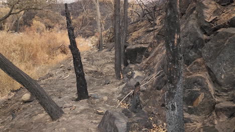 group of burnt trees and rocks after fire in wild nature