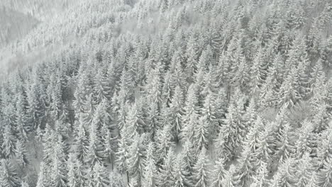 stunning snowy winter forest in czech republic, aerial pedestal shot