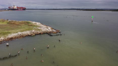 pelicans at morgan's point in laporte, texas